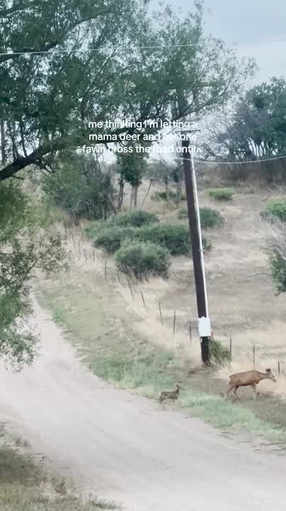Mama Deer Leads Her Four Fawns Across Road