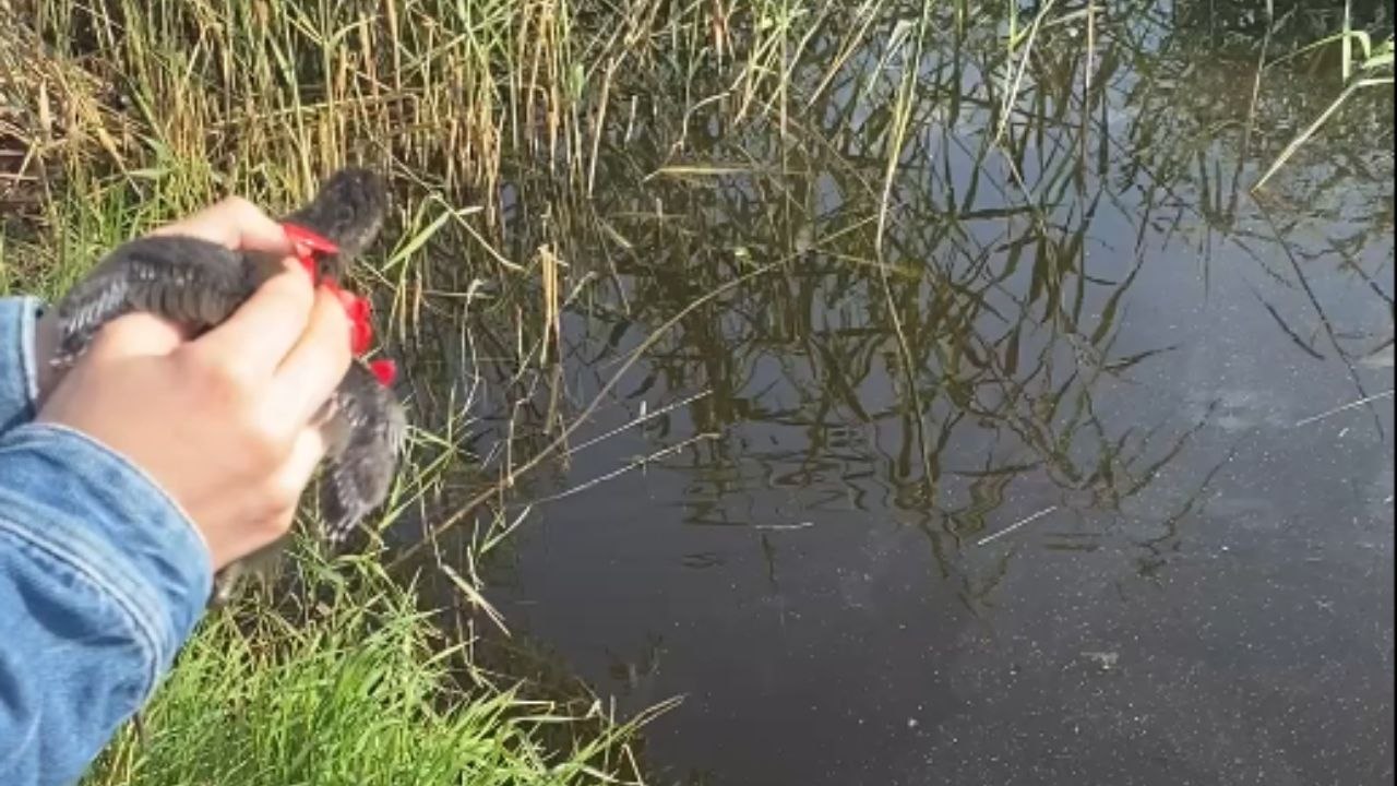 Shocking Rescue Attempt as Boy Jumps In for Duck in Distress