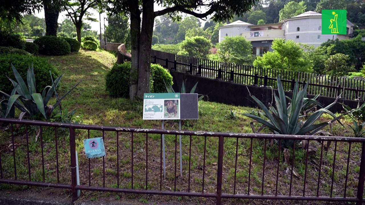 Tres leonas mueren en un zoológico de Tokio por supuesto golpe de calor