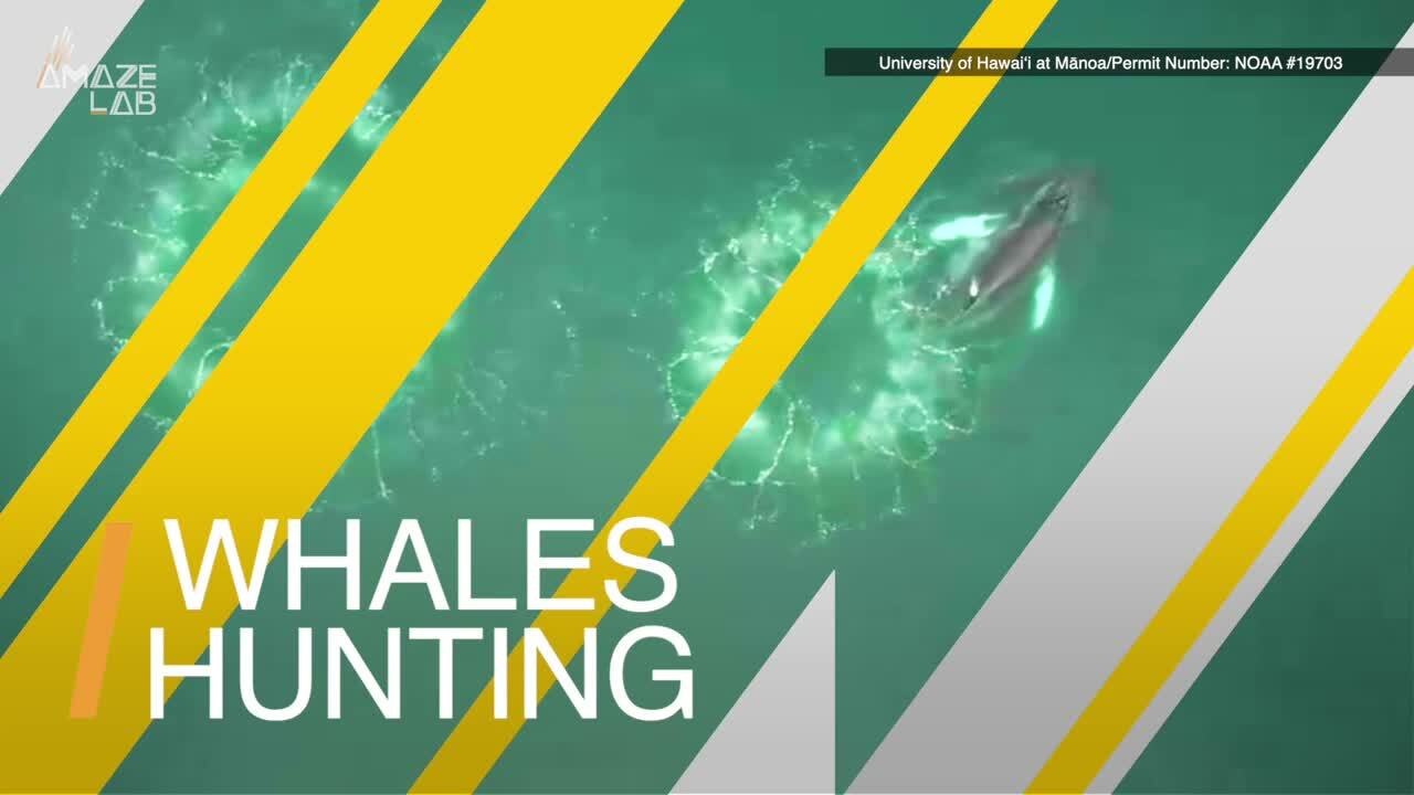 Humpback Whales Use Bubble Nets to Catch Krill, a Clever Hunting Trick