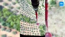 Muğla'da ziraat alanında çıkan yangın ormana sıçradı; ekipler müdahale ediyor!