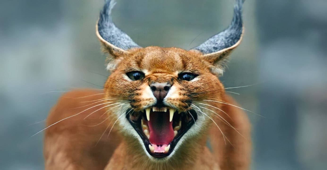 11 Cat Breeds You Cannot Legally Own As Pets