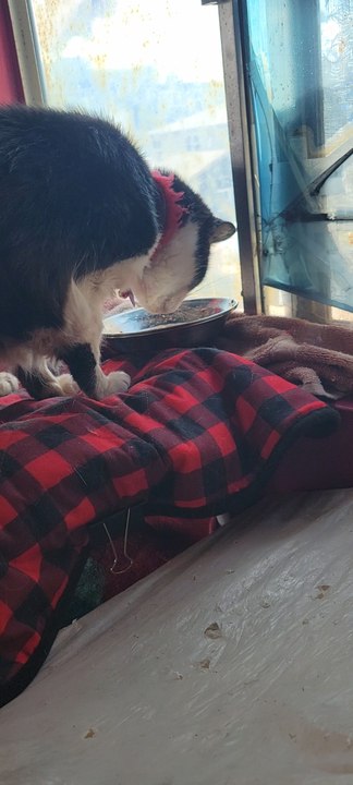 Felix my cat eats breakfast in bed #ElderlyCat