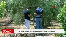Zeytinlikte elleri arkadan bağlı cesedi bulundu
