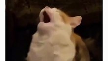 Best Cat Slap Ever 😸😸😸