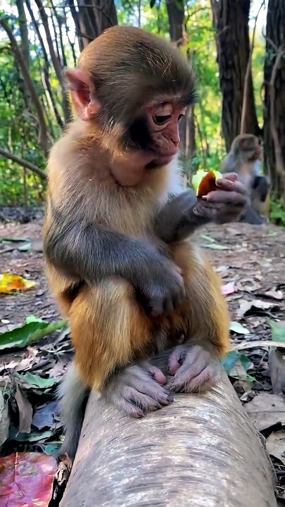 Bruce's Dinner Time Is Too Cute 🐵