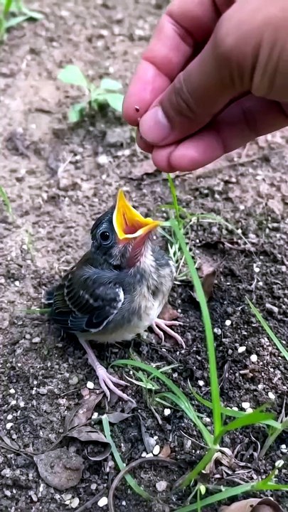 Love bird 💖🕊️