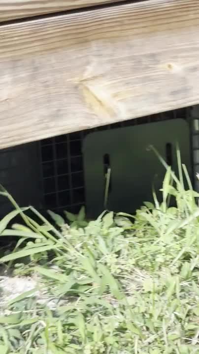 Clever Groundhog Outsmarts Trap and Eats Bait