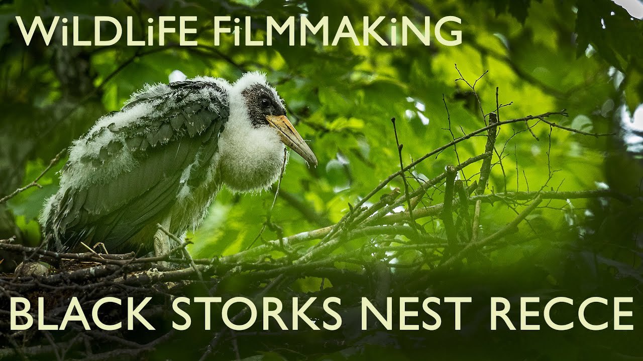 Black Storks Nest Recce : Scouting the perfect location to film & photograph the Black Storks