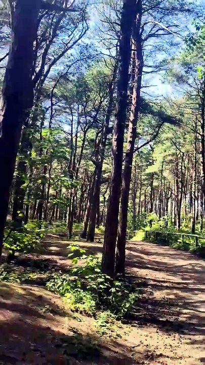 Formby Forrest (June 2026)