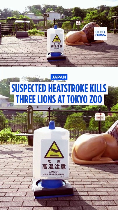 Suspected heatstroke kills three lions at Japan zoo, spokesperson says