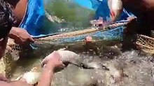 Por que um dos peixes mais consumidos do Brasil está quase desaparecendo? #Shorts