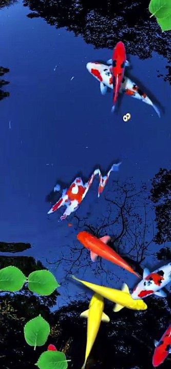 Pond Koi brings you coolness, beautiful koi fish.