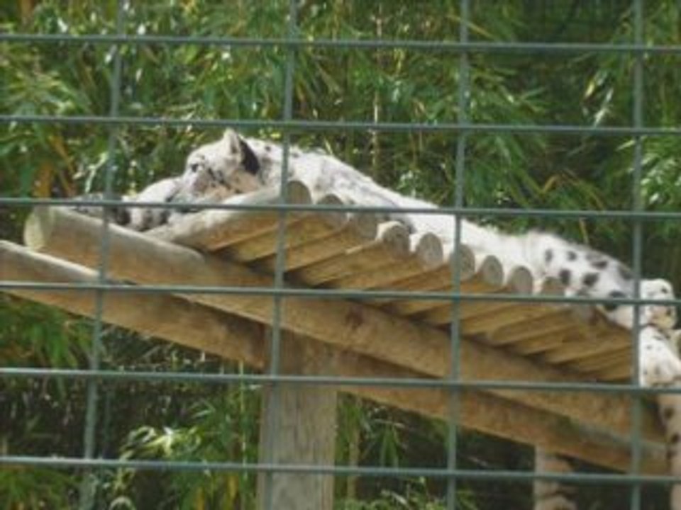 Zoo palmyre