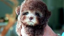 Have you ever seen the cutest Cafe Au Lait Poodle disguised as a real life teddy bear?! 🧸 We see him everyday, and maybe one day, you will too!!