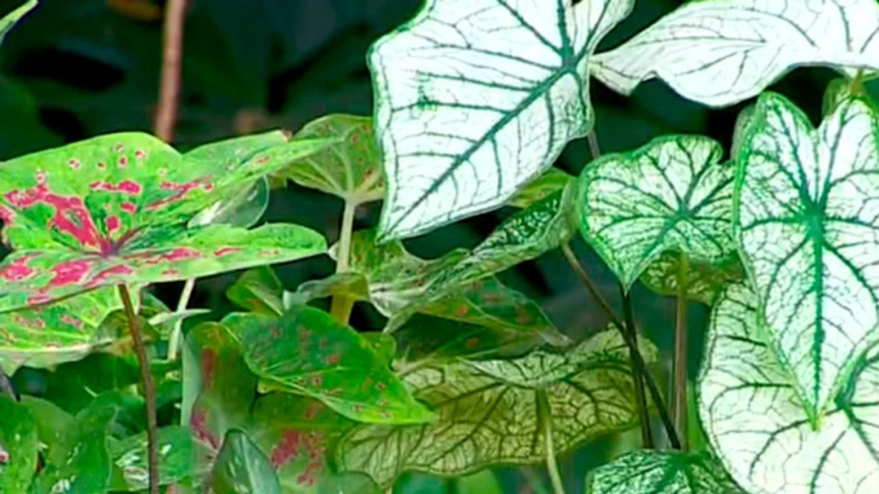 BD-Caladiums: las plantas que transforman cualquier espacio con un estallido de color