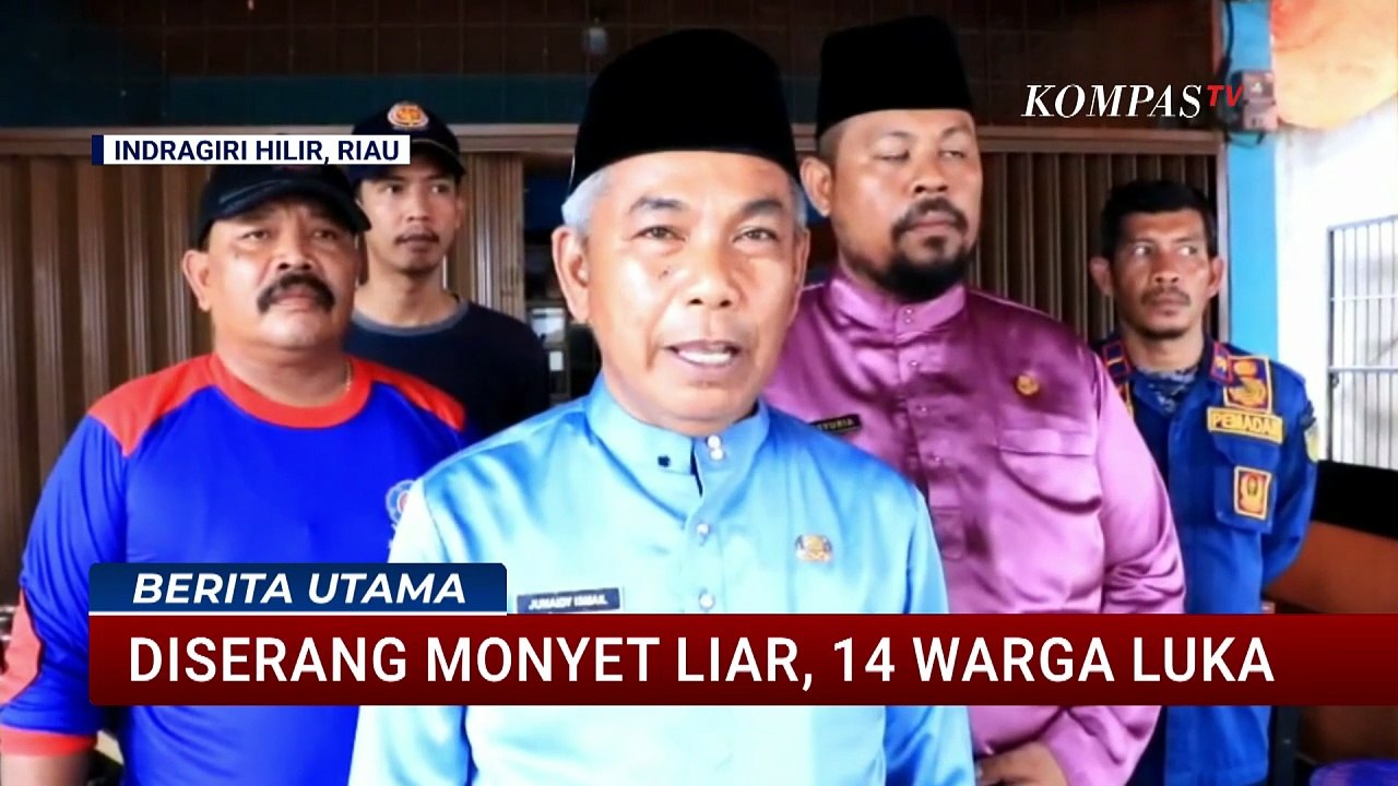 Konflik Satwa Liar dan Manusia, 14 Warga Terluka akibat Serangan Monyet di Riau | BERUT