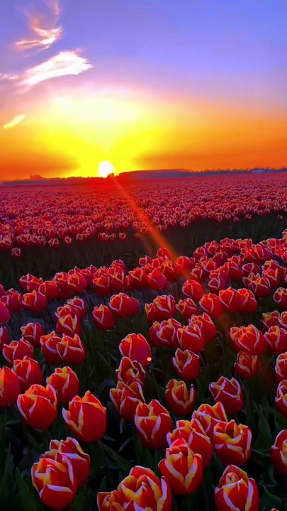 Nature sounds beautiful nature