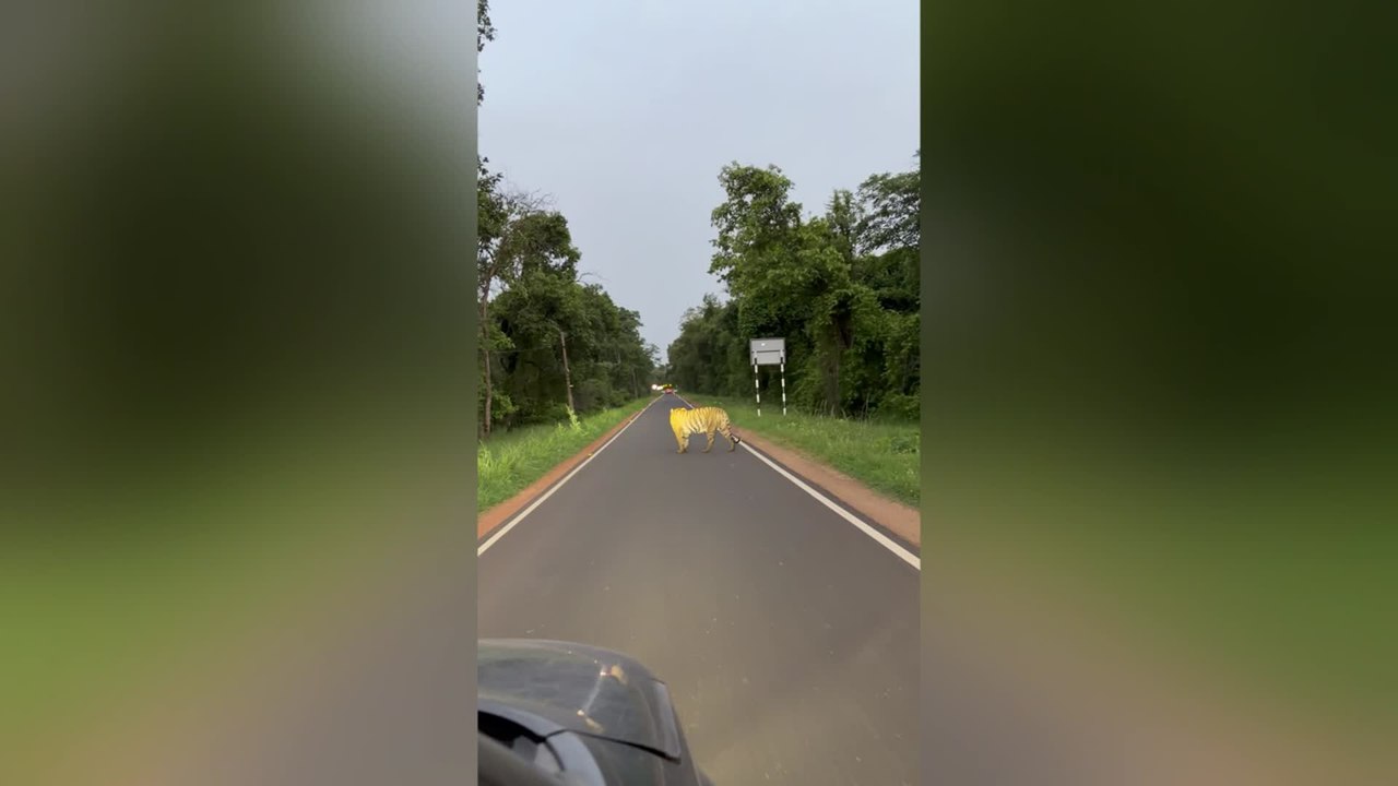 Tigress and Three Cubs Shows Up Just Feet From Family Car