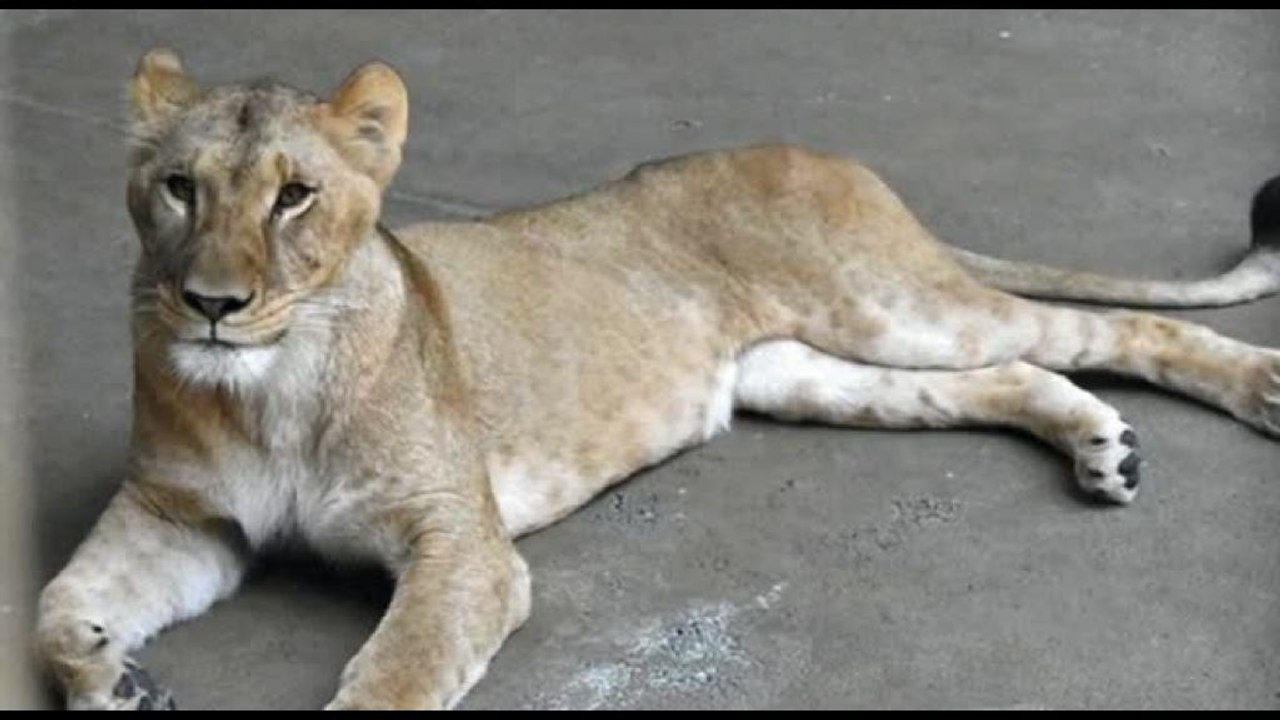 Allo zoo di Tama a Tokyo morte tre leonesse, forse per colpo di calore