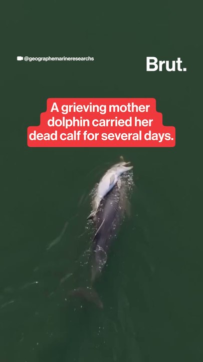 Mother dolphin swims with her dead calf for 6 days.
