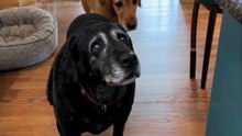 He Became Her Eyes… 🥺🐾