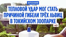 В японском зоопарке от теплового удара умерли три львицы
