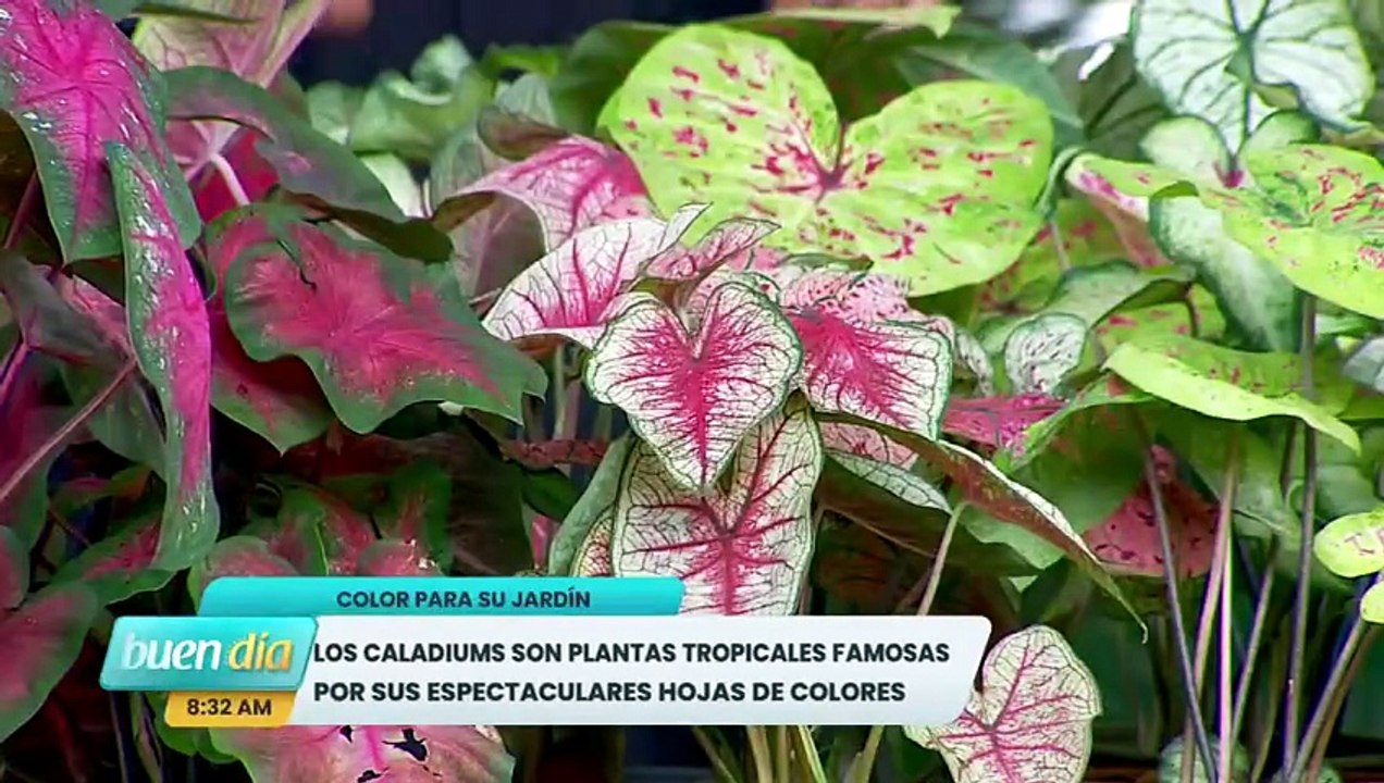 BD-Caladiums: las plantas que transforman cualquier espacio con un estallido de color [Full Movie]