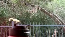 Un écureuil marche sur des barreaux comme sur du plat