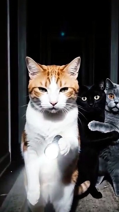so scary #funny #cat #horrorshorts
