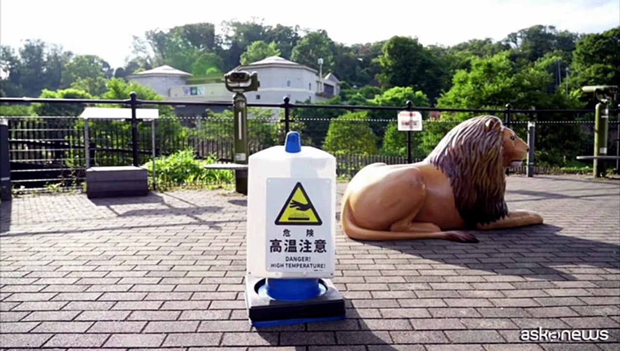 Allo zoo di Tama a Tokyo morte tre leonesse, forse per colpo di calore