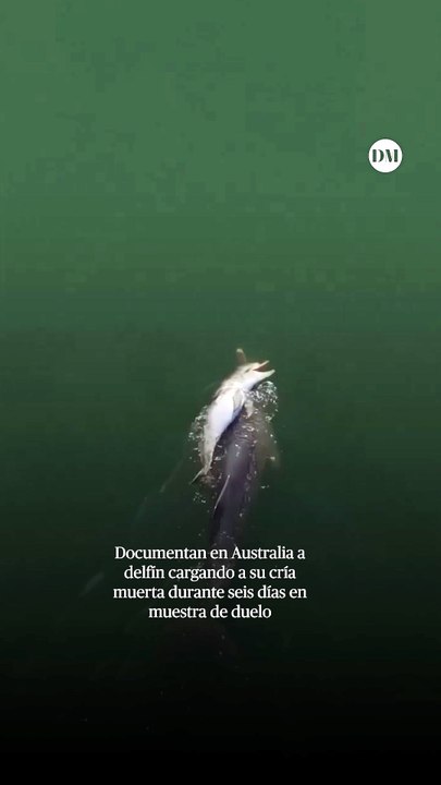 Documentan en Australia a delfín cargando a su cría muerta durante seis días en muestra de duelo