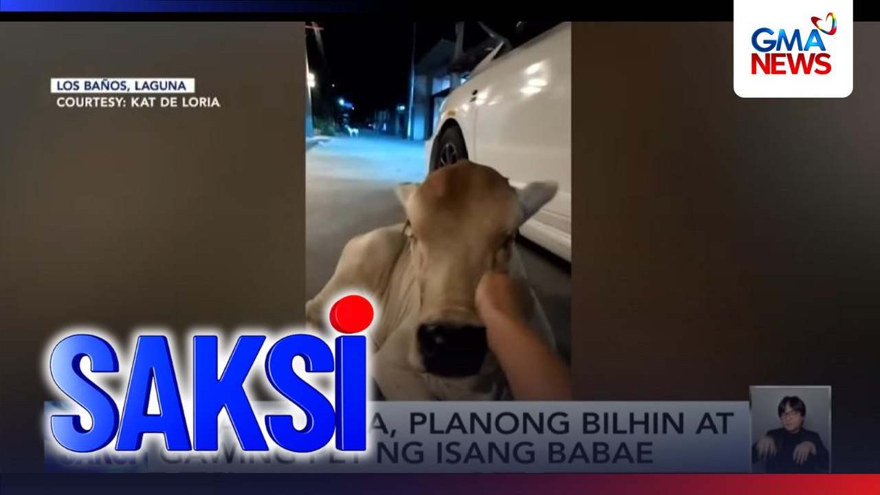 Batang baka, planong bilhin at gawing pet ng isang babae | Saksi
