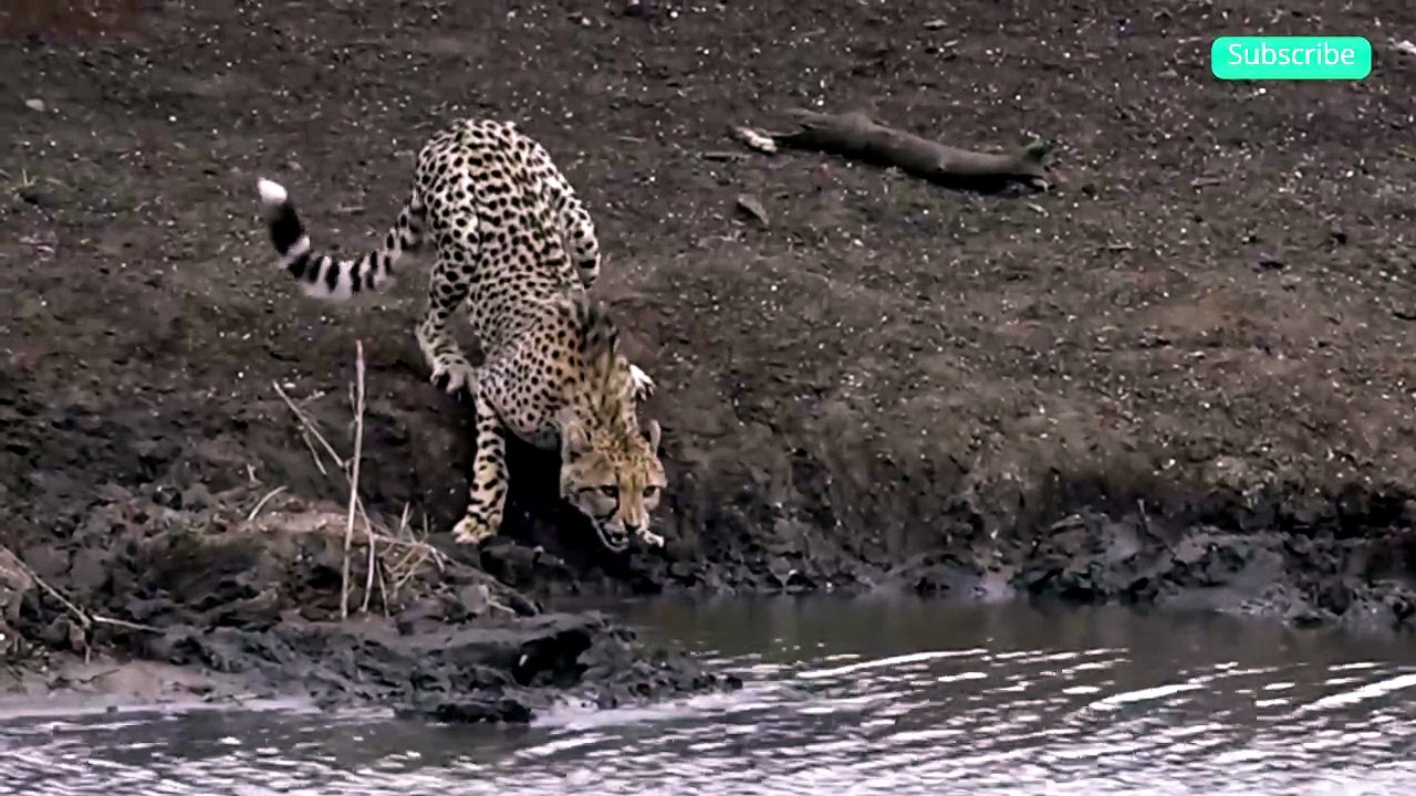 Leopard vs Crocodile #viralcontent #trending #animal #viral #animalcontent