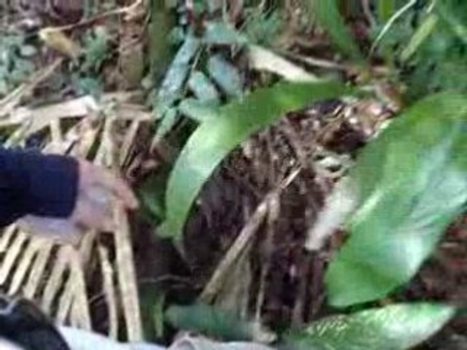 amazon 08 - jungle excursion