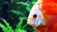 White Face Marlboro Fuji Red Discus Fish