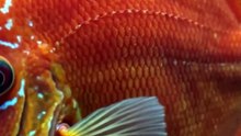 Red Discus Fish