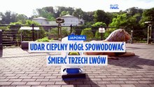 Trzy lwy padły w tokijskim zoo. Weterynarze podejrzewają udar cieplny