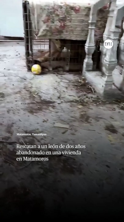 Rescatan a un león de dos años abandonado en una vivienda en Matamoros