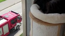 You may not believe but I am controlling the traffic :) #cats #funnycats #catlovers