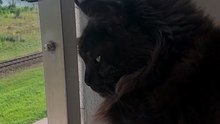 I am not surprised that she loves the place. The view is unique! #cats #funnycats #catlovers