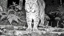 Wild Animal spotted | Like and follow for more