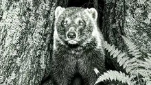 Wild Animal spotted | Like and follow for more
