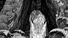Wild Animal spotted | Like and follow for more