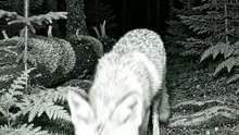 Wild Animal spotted | Like and follow for more