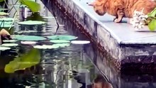 cat's mission #wildlife