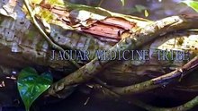 Shadow Dance Medicine | Jaguar Medicine Tribe
