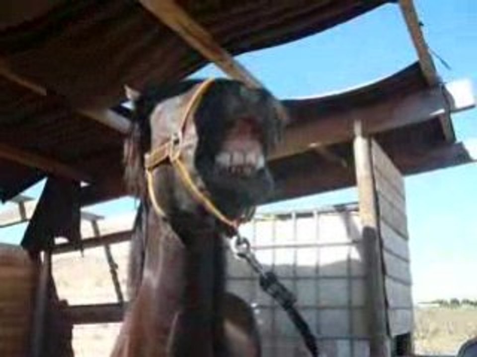 cheval fesan le flemen