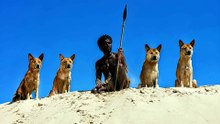 Wongari KGari Sand Dingo