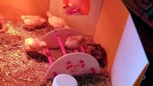 The brooder diva has ascended to become king of the playground. | #SparklegleamFarm #Chicken #farm #farmanimals #cute